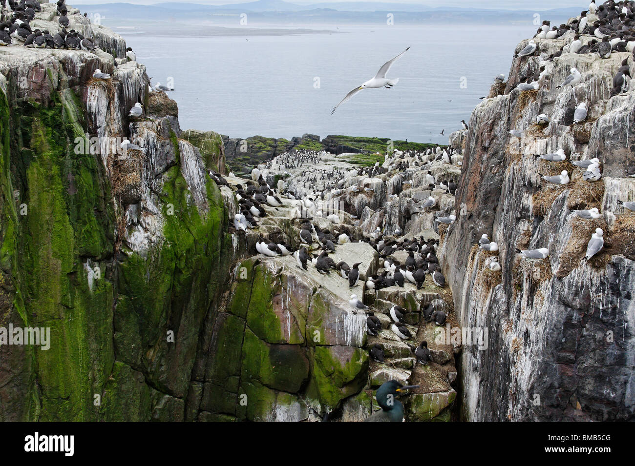 Colonie d'oiseaux sur l'île de base, l'une des îles Farne au large de la côte de Northumberland Banque D'Images