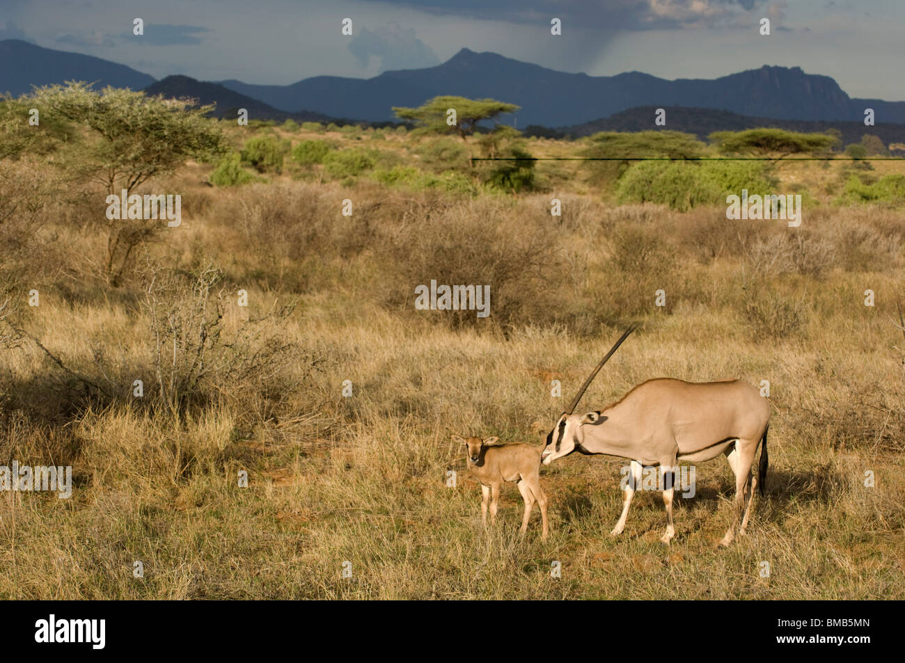 ( Oryx de beisa Oryx gazella beisa) avec les jeunes, Samburu et Buffalo Springs National Reserve, Kenya Banque D'Images
