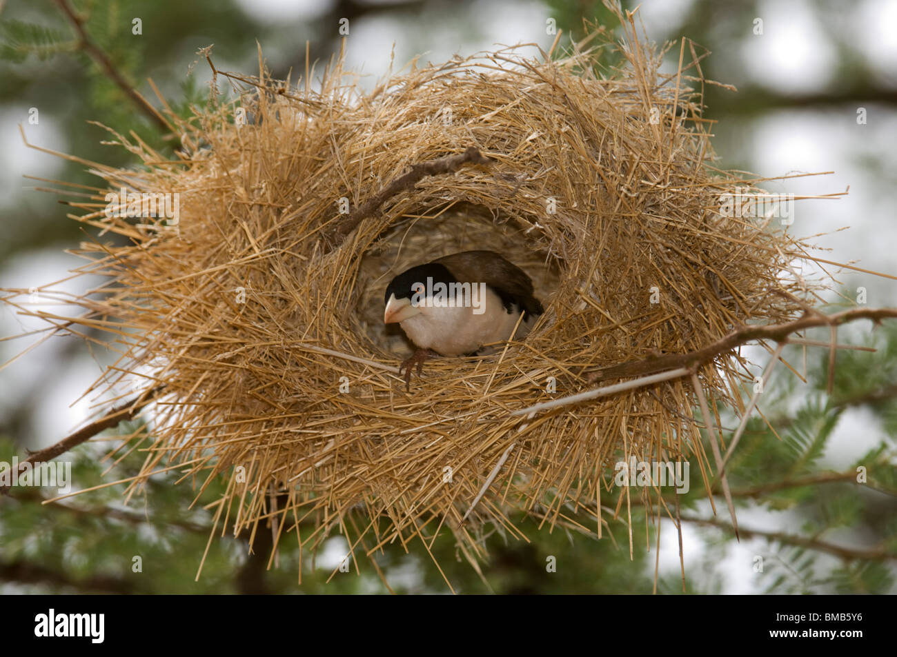 Black-capped weaver Pseudonigrita cabanisi (sociale) à son nid, Samburu et Buffalo Springs National Reserve, Kenya Banque D'Images