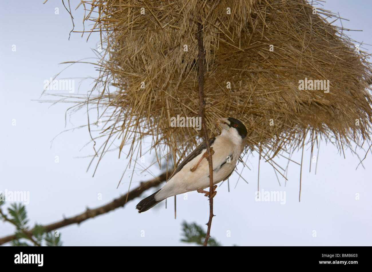 Black-capped weaver Pseudonigrita cabanisi (sociale) à son nid, Samburu et Buffalo Springs National Reserve, Kenya Banque D'Images