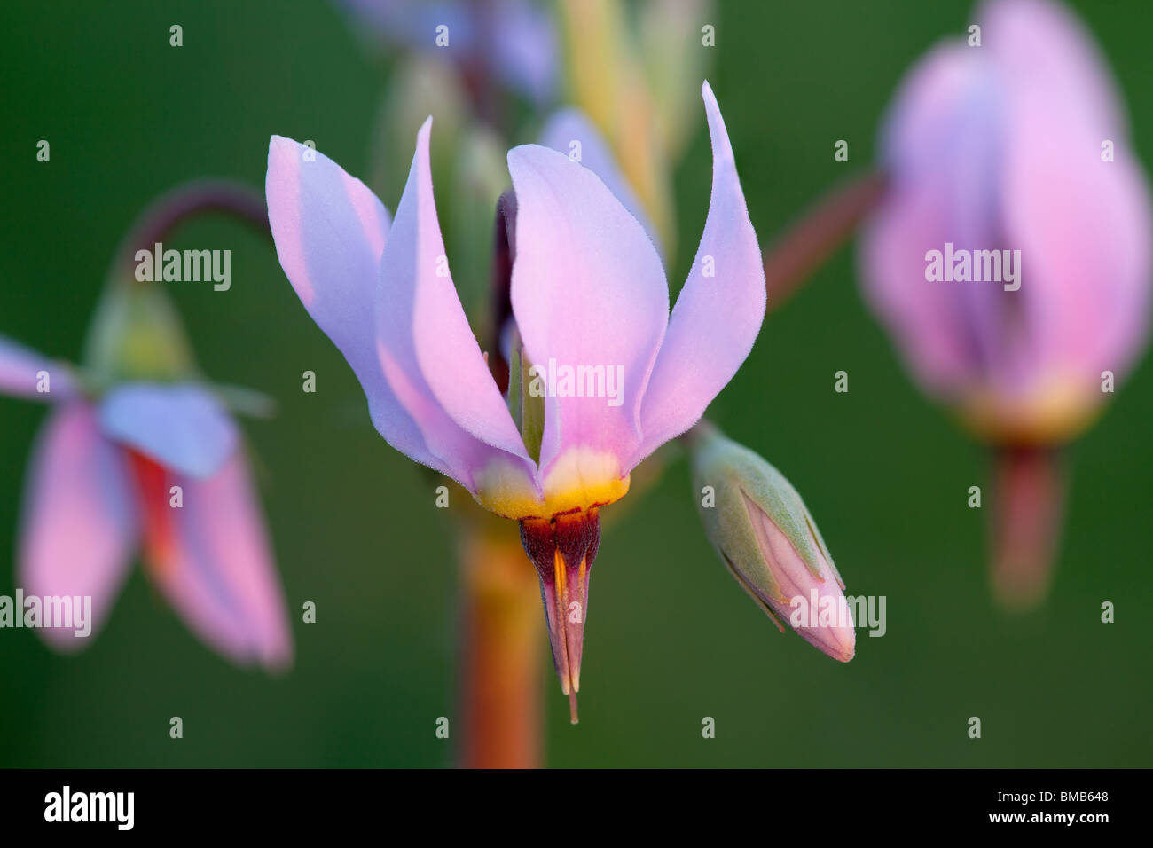 Shooting Star (Dodecatheon trandafirilor), Hayden, préserver l'état des prairies Howard Comté (Iowa) Banque D'Images