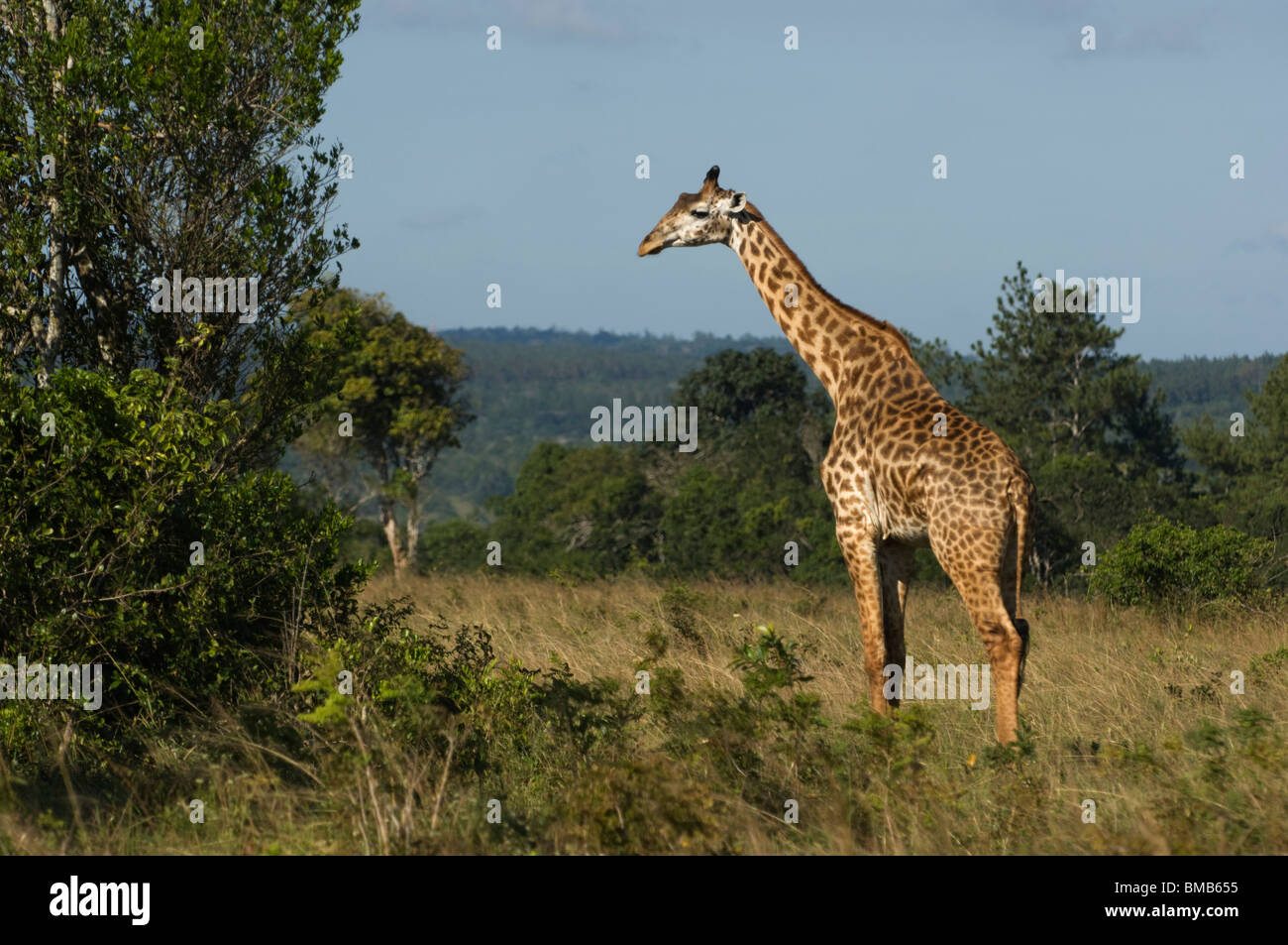 Maasai Girafe (Giraffa camelopardalis tippelskirchi), le site Shimba Hills National Park, Kenya Banque D'Images