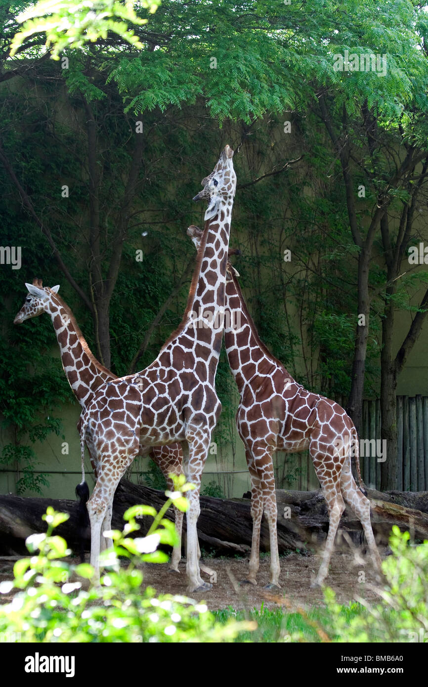 La Girafe (Giraffa camelopardalis). Brookfield Zoo Banque D'Images