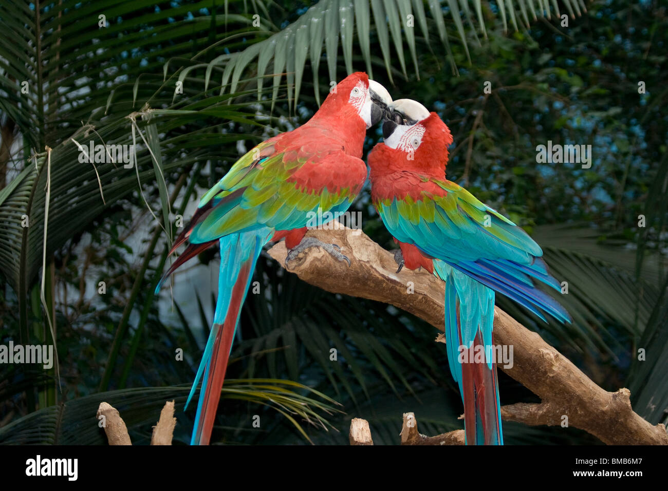 L'Ara à ailes vertes ou rouge et vert Macaw (Ara chloroptera). Brookfield Zoo. Banque D'Images