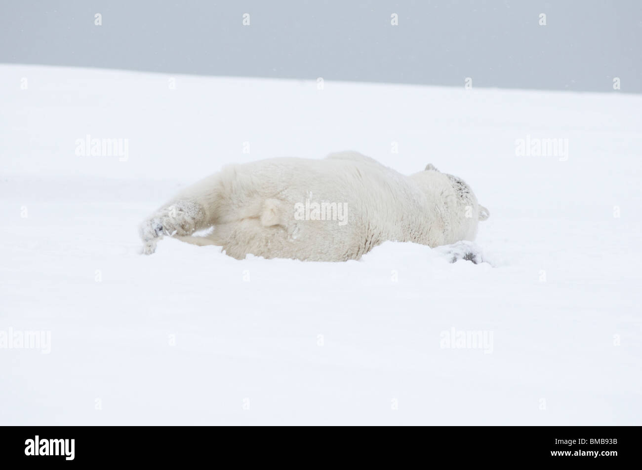 Ours polaire, Ursus maritimus, jeune ours roulant dans la neige le long d'une île barrière pendant l'automne geler en Alaska Banque D'Images