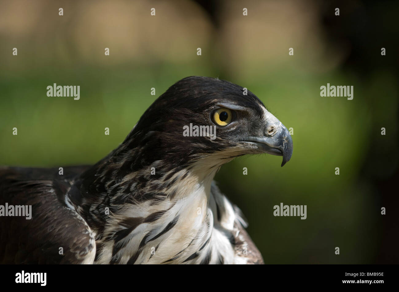 L'Ayre's hawk-eagle ( Hieraaetus ayresii), Kenya Banque D'Images