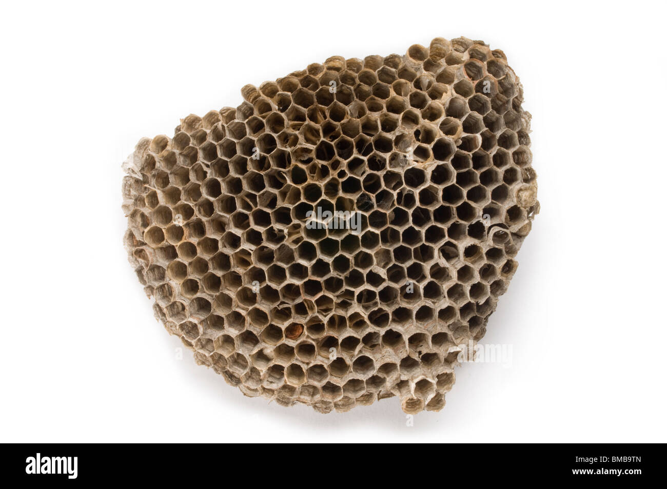 Vieux nid de guêpe on white Banque D'Images
