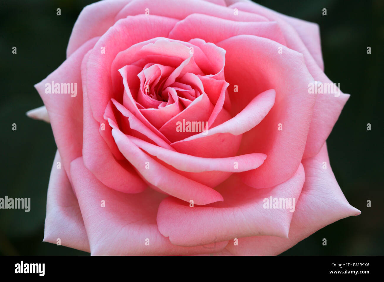 Gros plan d'une seule fleur rose Banque D'Images