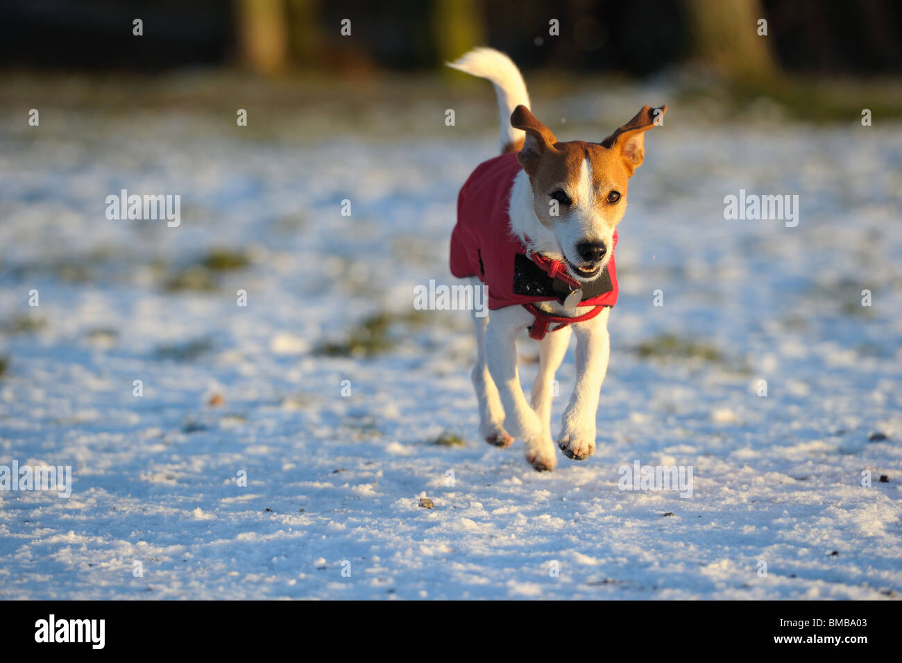 Parson Jack Russell en veste rouge vif, l'air, appréciant scampering dans la neige dans le faible soleil d'hiver. Banque D'Images