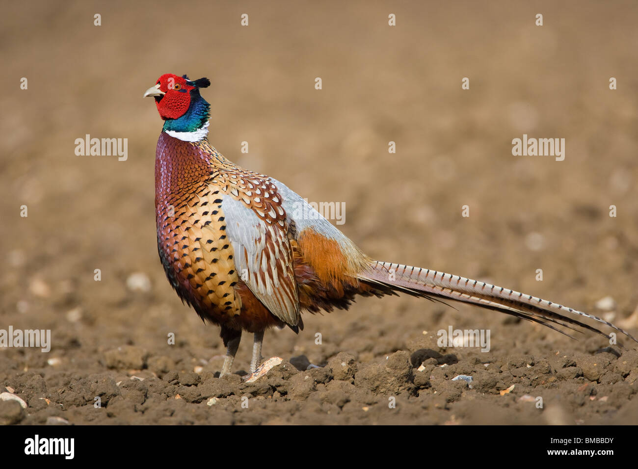 Le faisan commun Phasianus colchicus, Norfolk, UK Banque D'Images