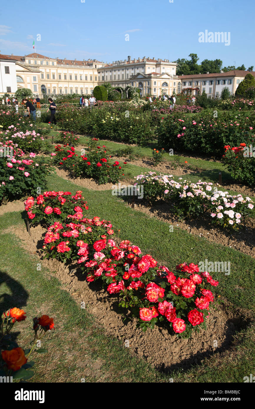 Les rosiers arbustes dans le jardin de roses dans le Royal Villa (Villa Reale), Monza, Italie Banque D'Images