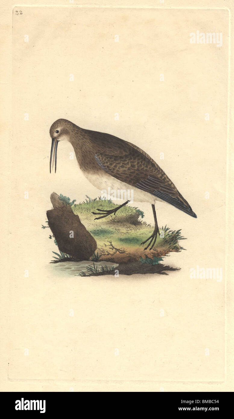 Ox-eye, purre, relais ou sandpiper illustré en marchant le long du bord de l'eau. Calidris minutilla (Tringa cinclus) Banque D'Images