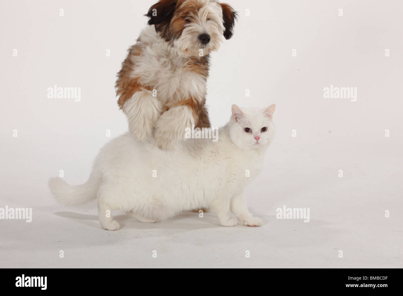 Chat British Shorthair, tomcat, white, blue-eyed, Terrier tibétain, puppy, 4 mois / chien sautant cat Banque D'Images