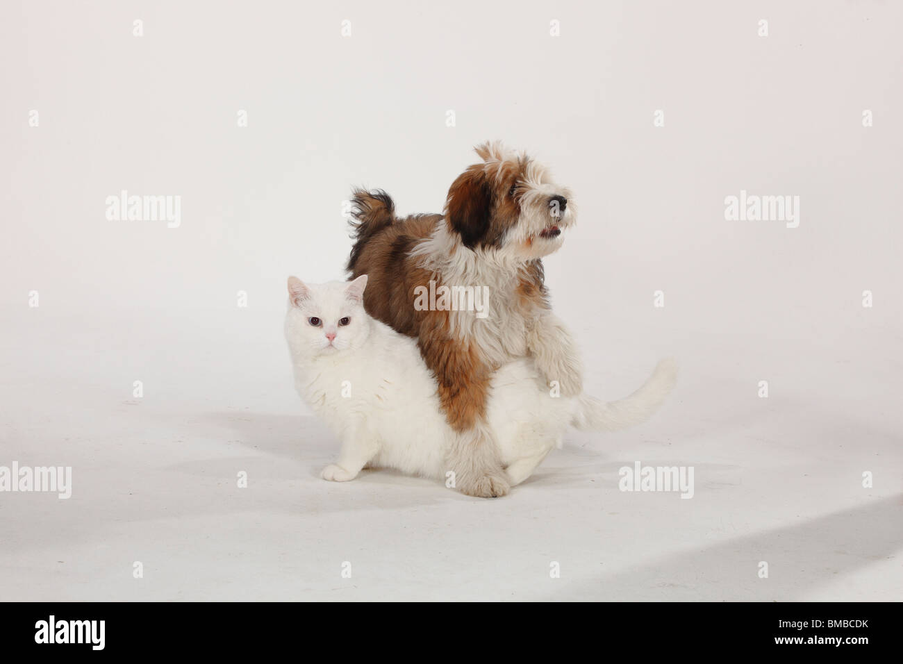 Chat British Shorthair, tomcat, white, blue-eyed, Terrier tibétain, puppy, 4 mois Banque D'Images