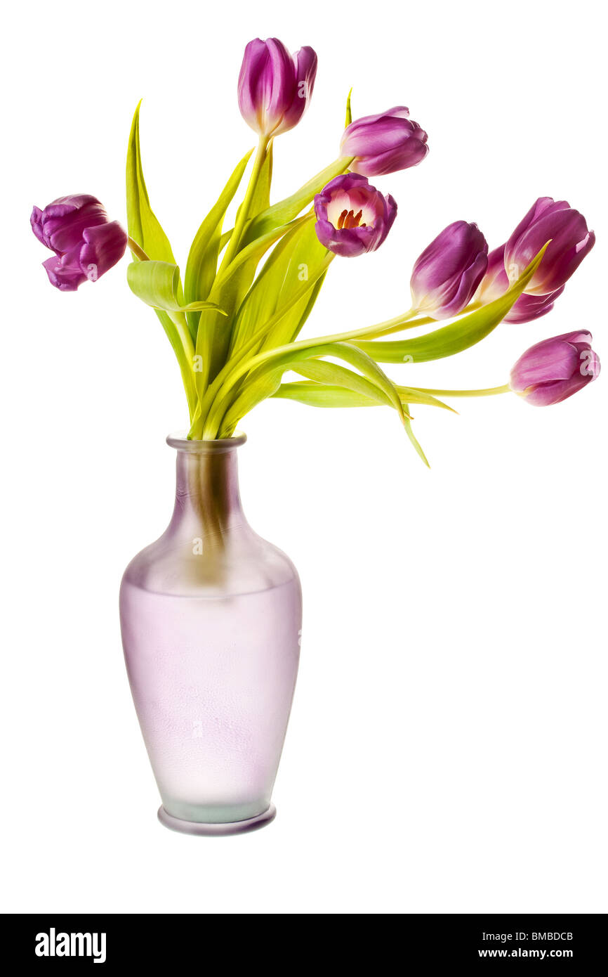 Tulipes au printemps violet isolé sur un fond blanc, pur Banque D'Images