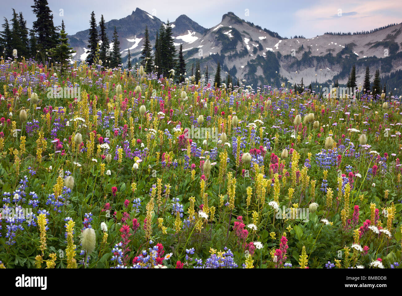 Le mont Rainier Natl Park, WA Sommets du Tatoosh Range au-dessus d'une prairie de fleurs sauvages alpines luxuriantes sur la crête de Mazama Banque D'Images