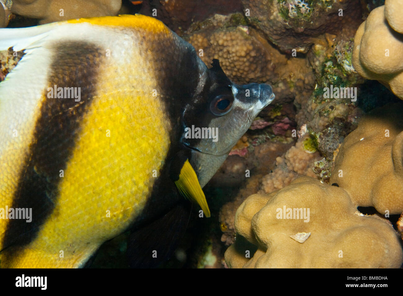 Heniochus intermedius, Red Sea bannerfish Banque D'Images