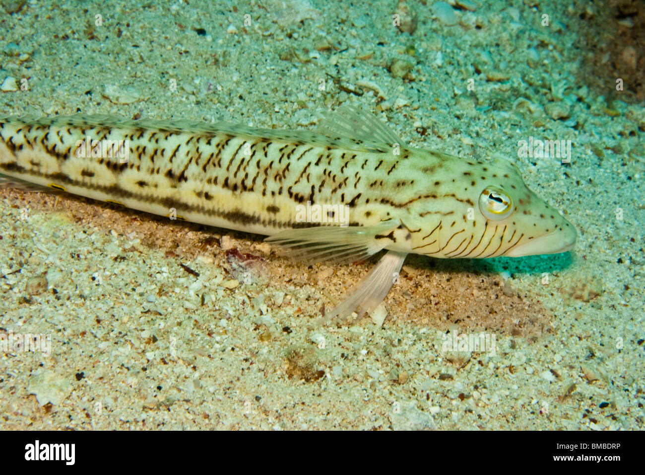 Hexophthalma Sandperch (Parapercis) Banque D'Images