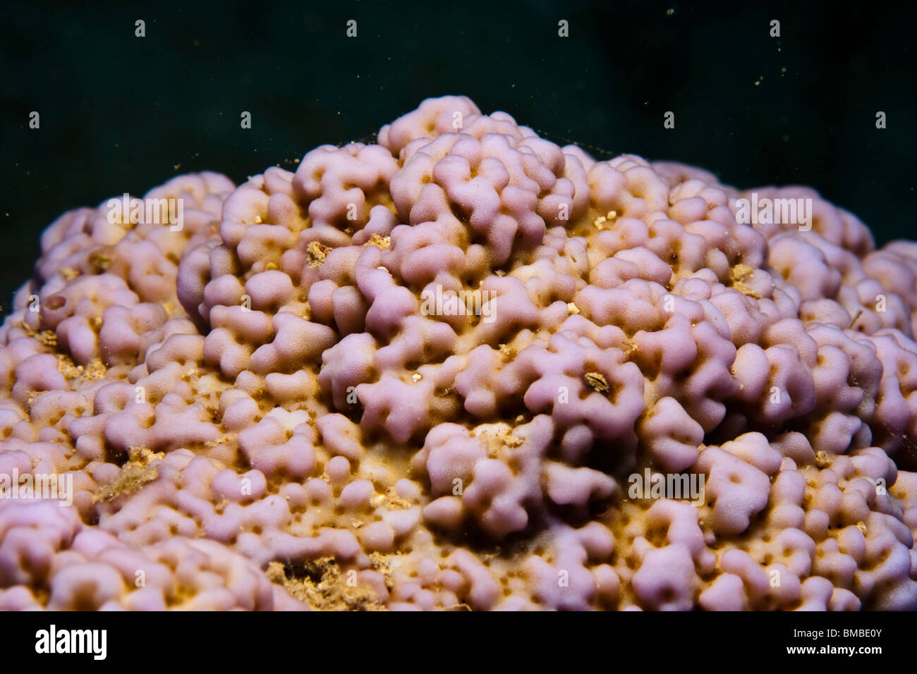 Montipora verrucosa Banque D'Images