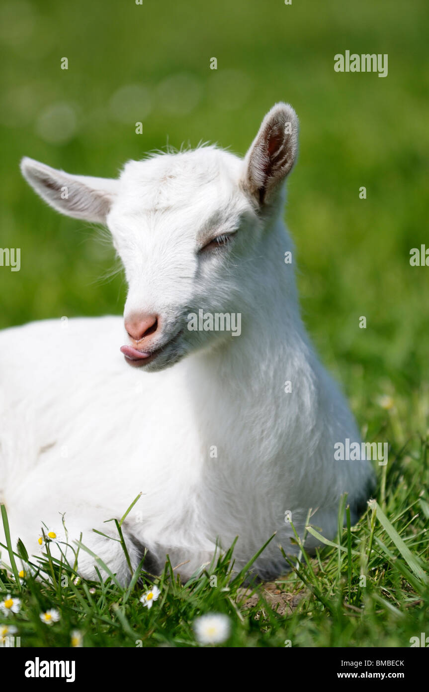 Stock photo d'un livre blanc de chèvre Saannen kid. Banque D'Images