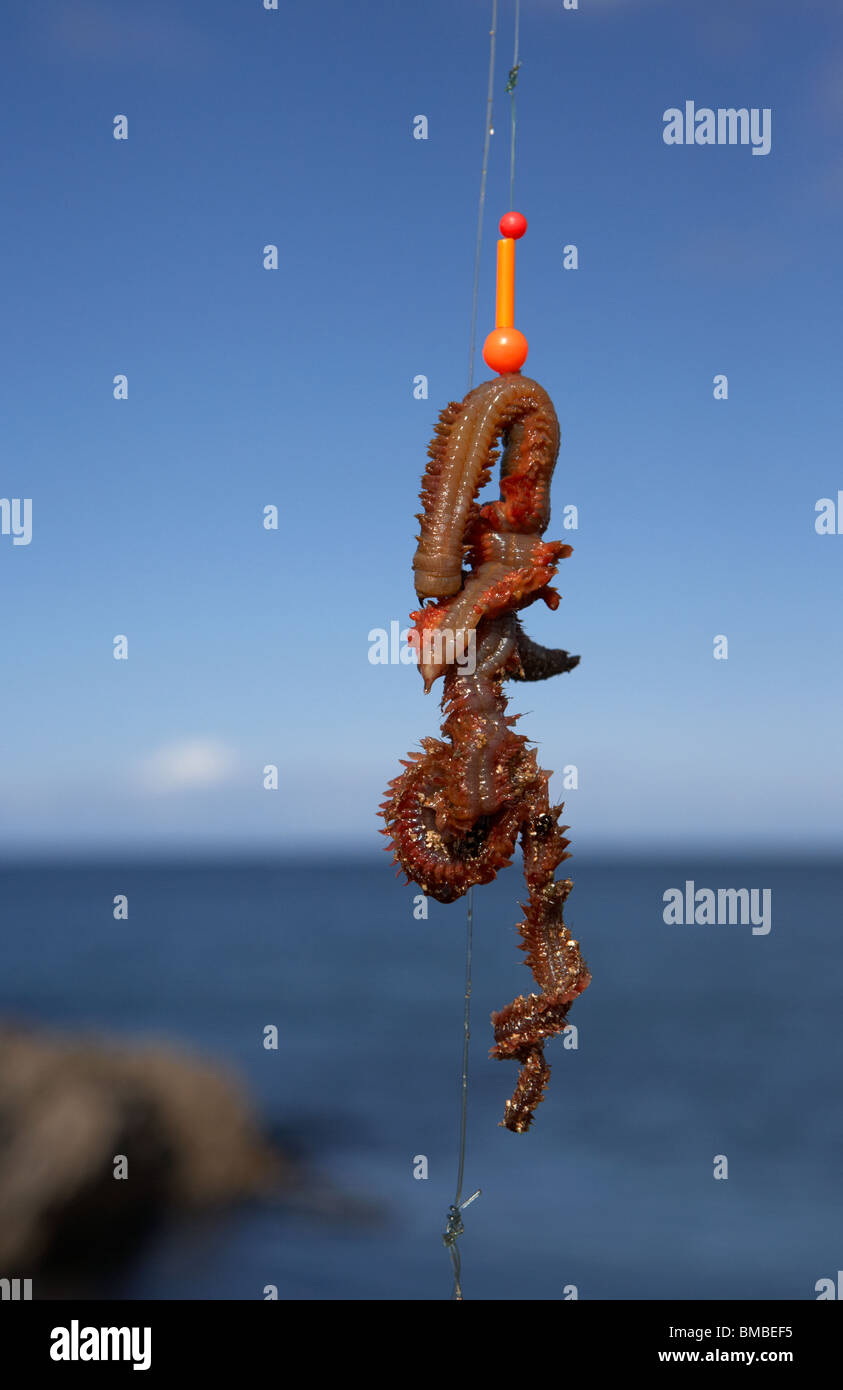 Ragworm appât sur un hameçon de pêche sur la côte d'Antrim comté d'Irlande du Nord uk Banque D'Images