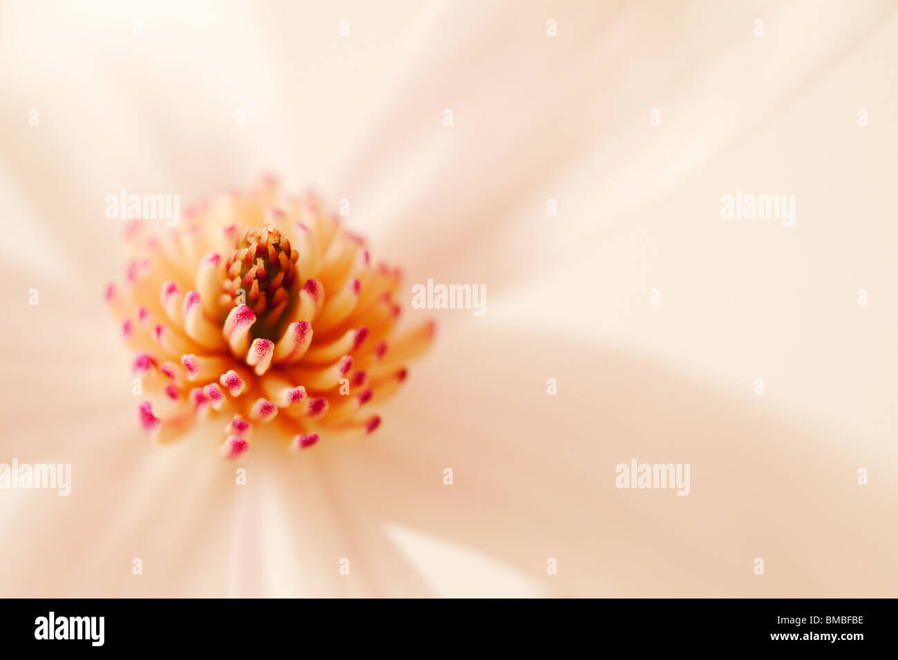 Fleur de Magnolia de printemps Banque D'Images