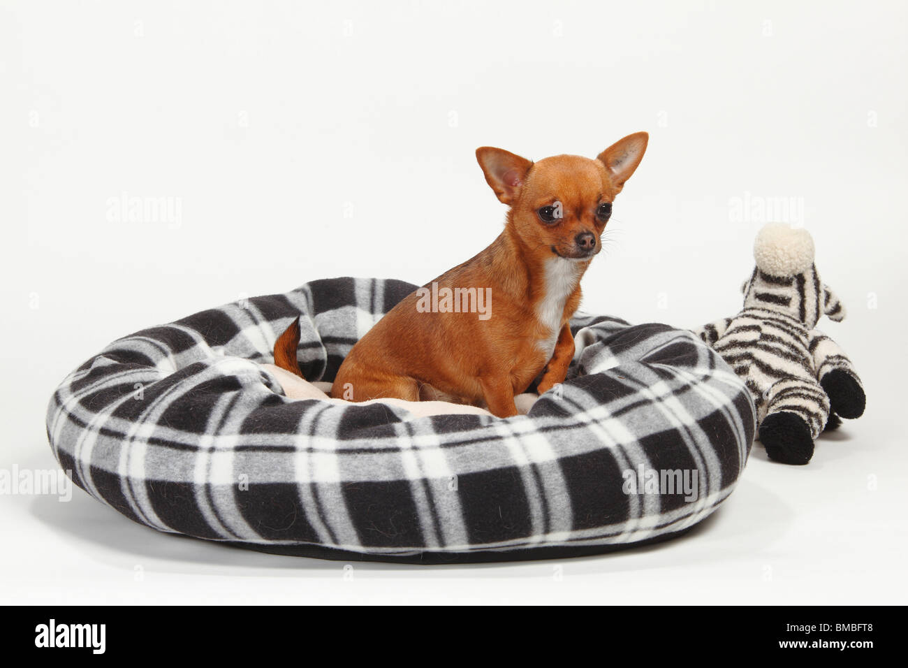 Chihuahua, poil lisse / panier du chien Banque D'Images