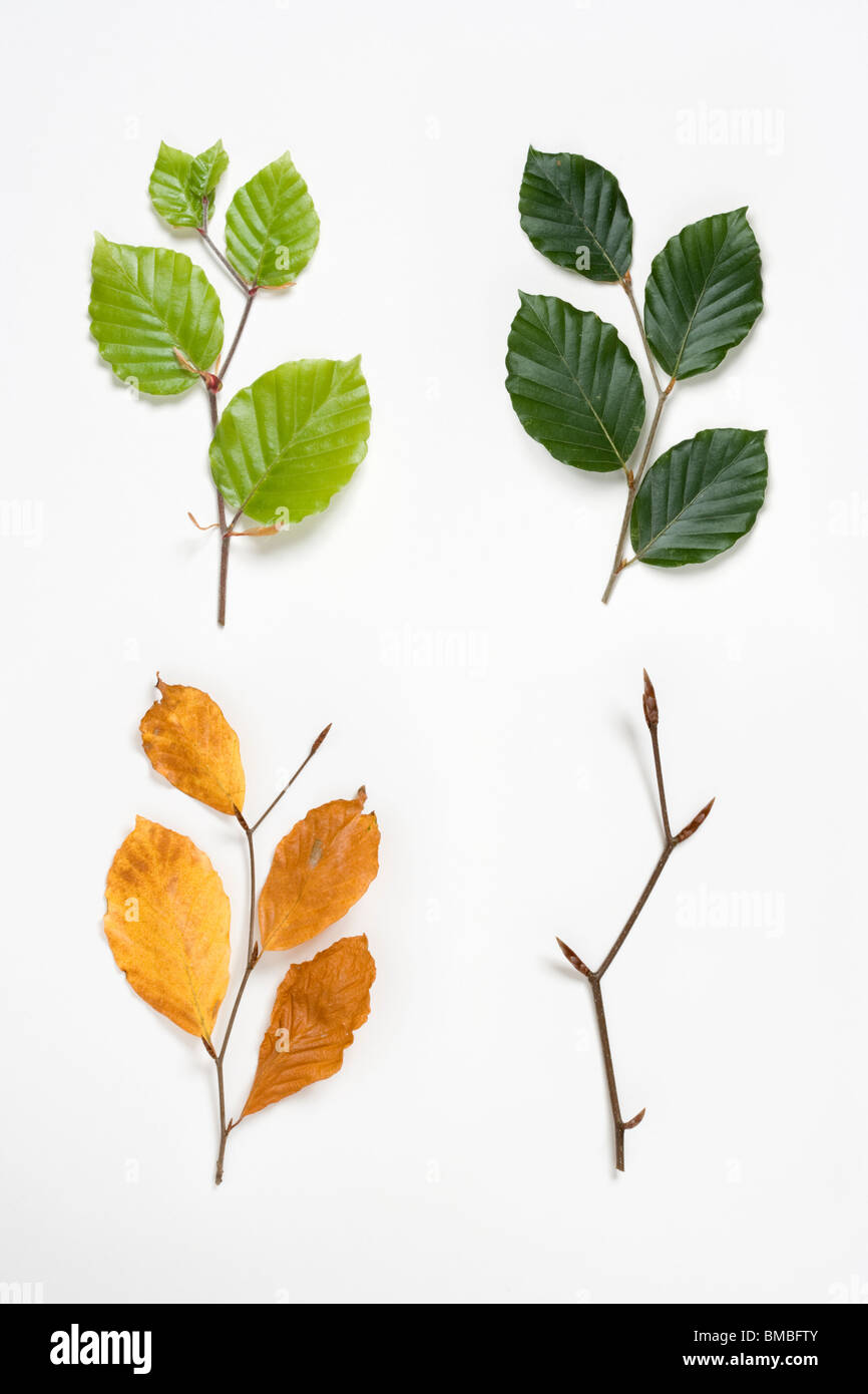 Les rameaux de hêtre au printemps, été, automne et hiver. Fagus sylvatica. Composite numérique. UK. Banque D'Images