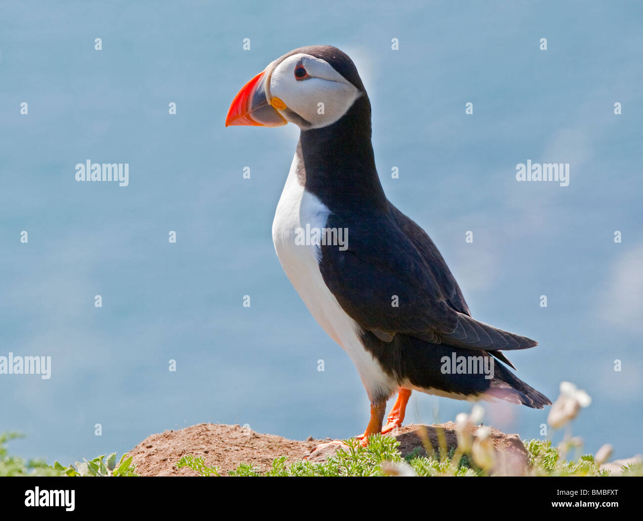 Macareux moine (Fratercula arctica), pays de Galles, l'île de Skomer Banque D'Images