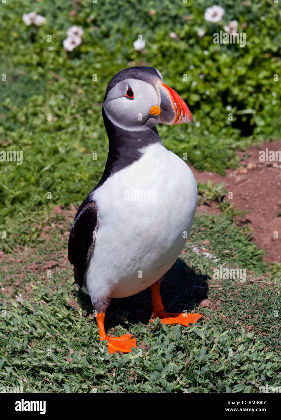 Macareux moine (Fratercula arctica), pays de Galles, l'île de Skomer Banque D'Images