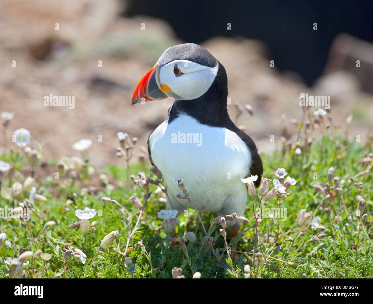 Macareux moine (Fratercula arctica), pays de Galles, l'île de Skomer Banque D'Images