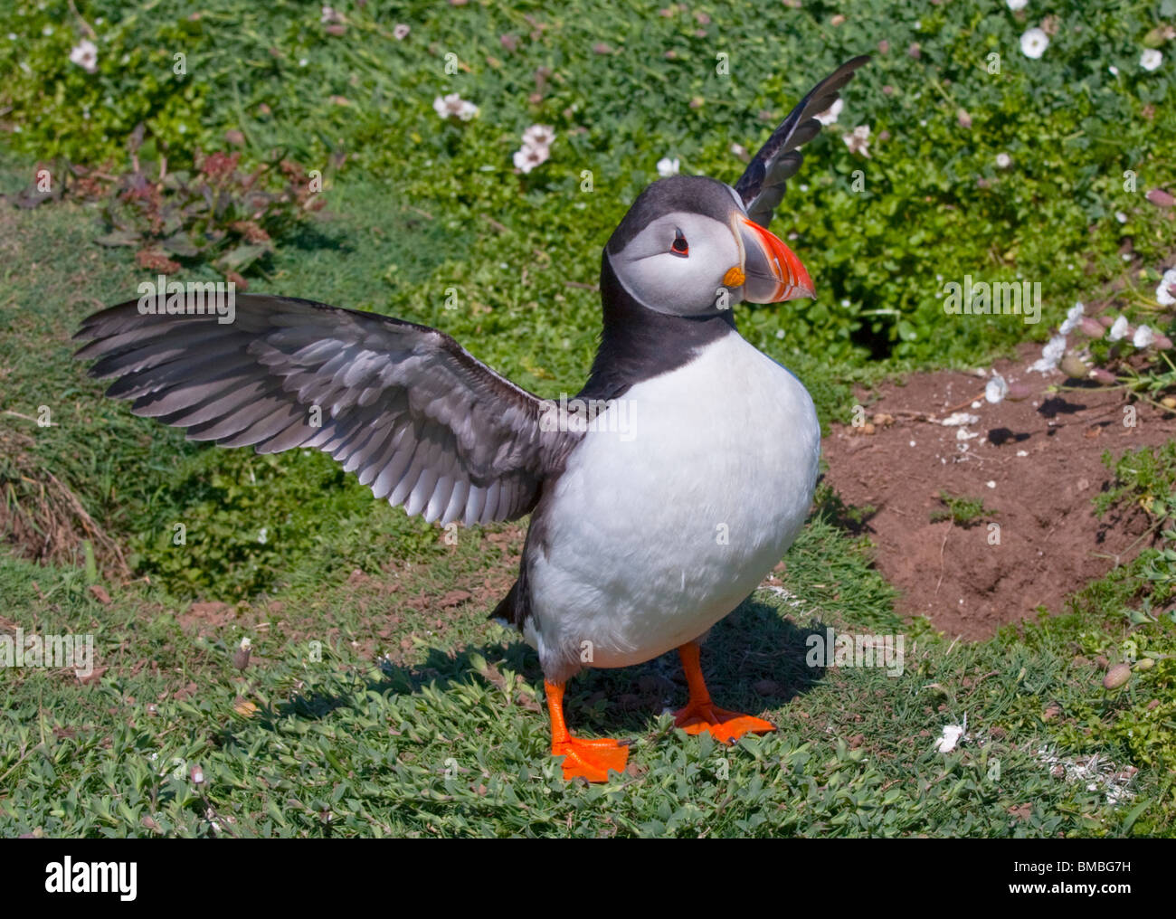 Macareux moine (Fratercula arctica), pays de Galles, l'île de Skomer Banque D'Images