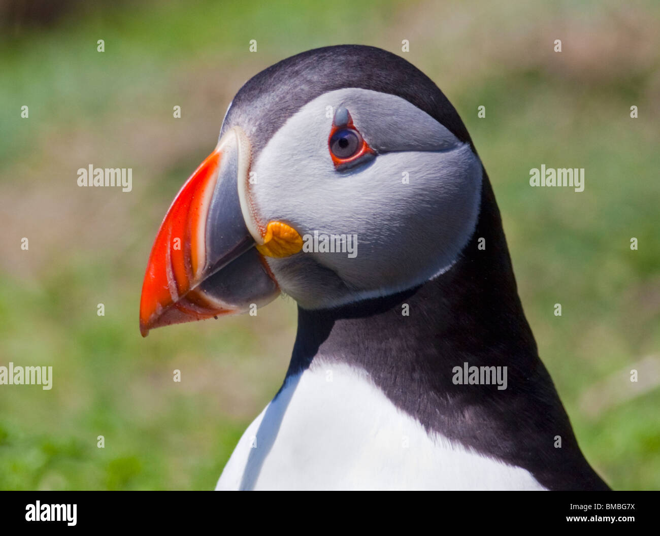 Macareux moine (Fratercula arctica), pays de Galles, l'île de Skomer Banque D'Images