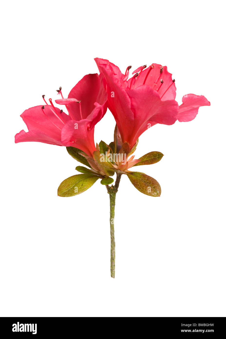 Azalea 'Nico'. Flower close up Banque D'Images