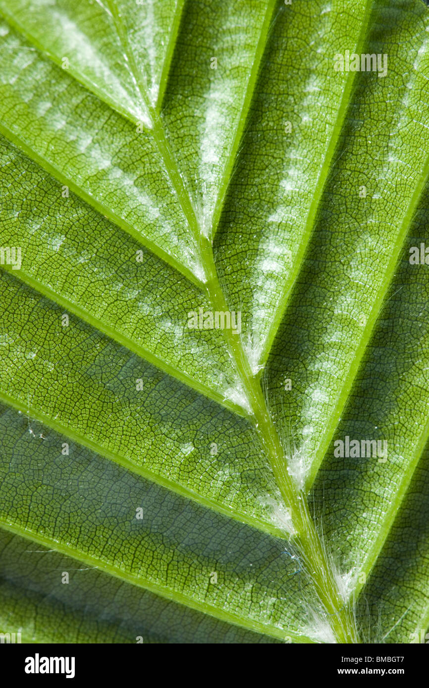 Feuille d'hêtre, Fagus sylvatica, dessous Banque D'Images