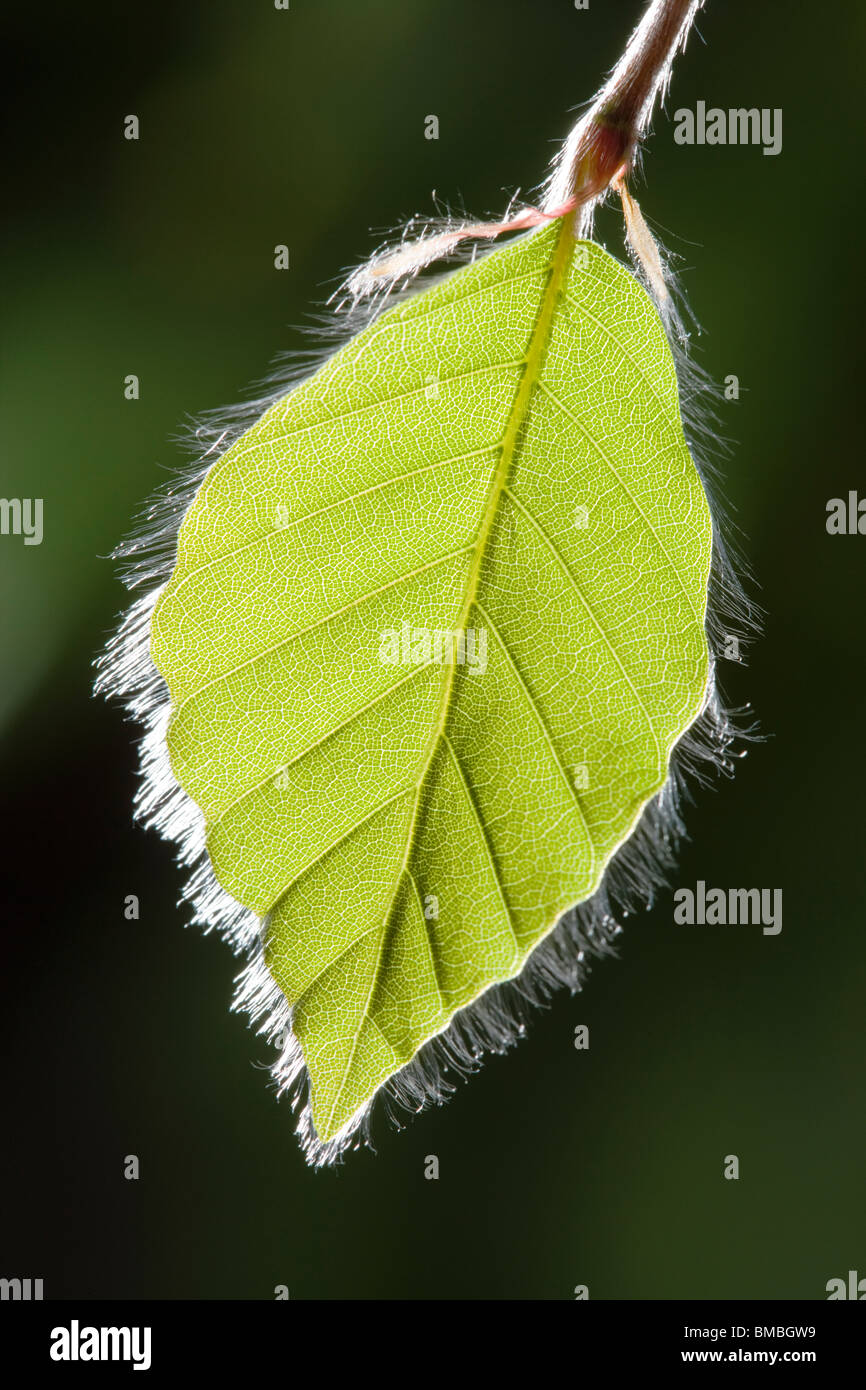 Au printemps, des feuilles de Hêtre Fagus sylvatica Banque D'Images