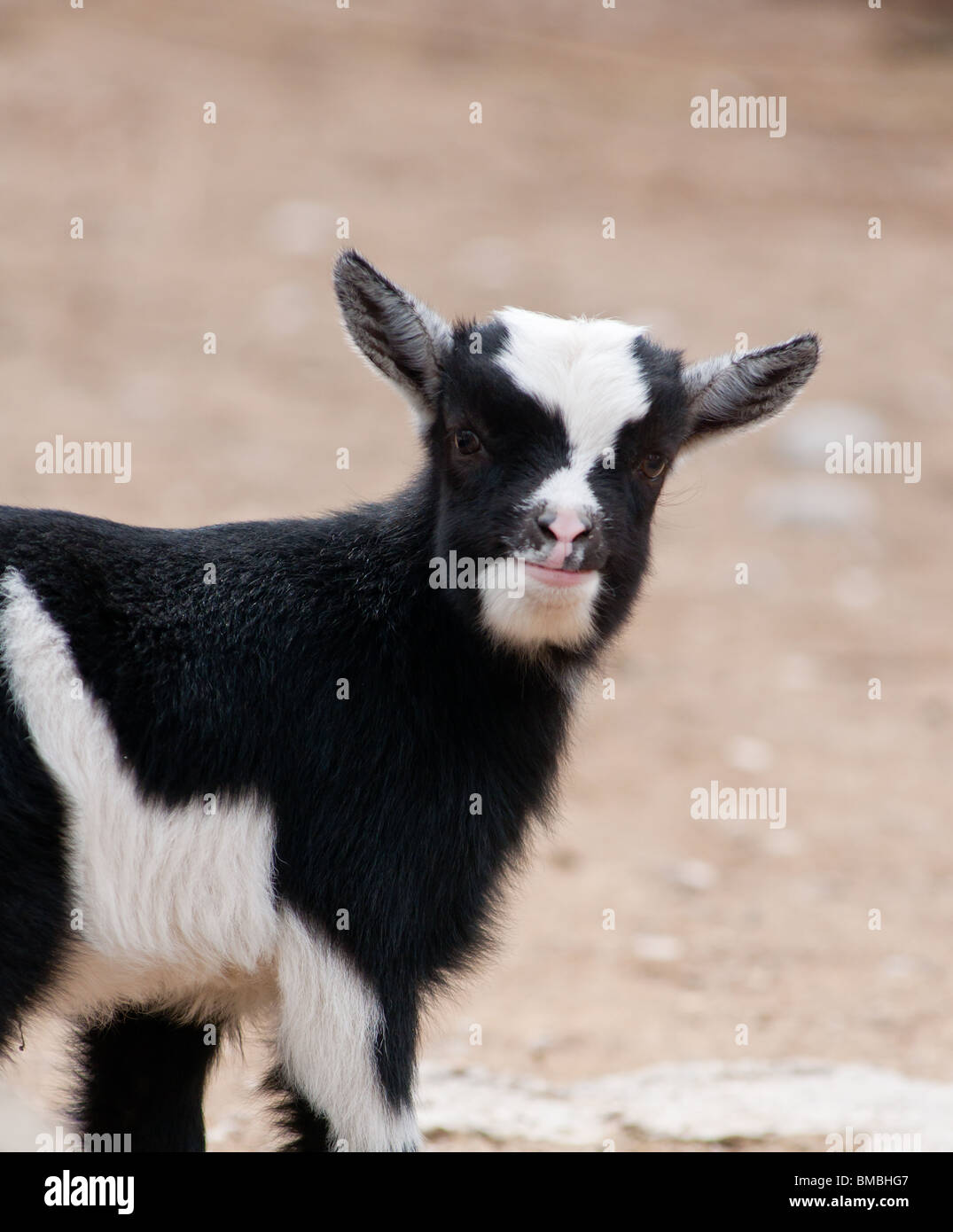 Mignon Bebe Chevre Contact Avec Les Yeux Photo Stock Alamy