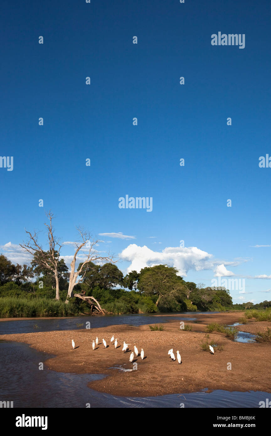 Des aigrettes sur la rivière Shingwedzi, Kruger National Park, Afrique du Sud Banque D'Images