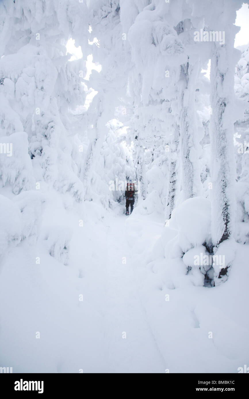 Franconia Notch State Park - Kinsman Ridge Trail dans les Montagnes Blanches du New Hampshire, USA pendant les mois d'hiver. Banque D'Images