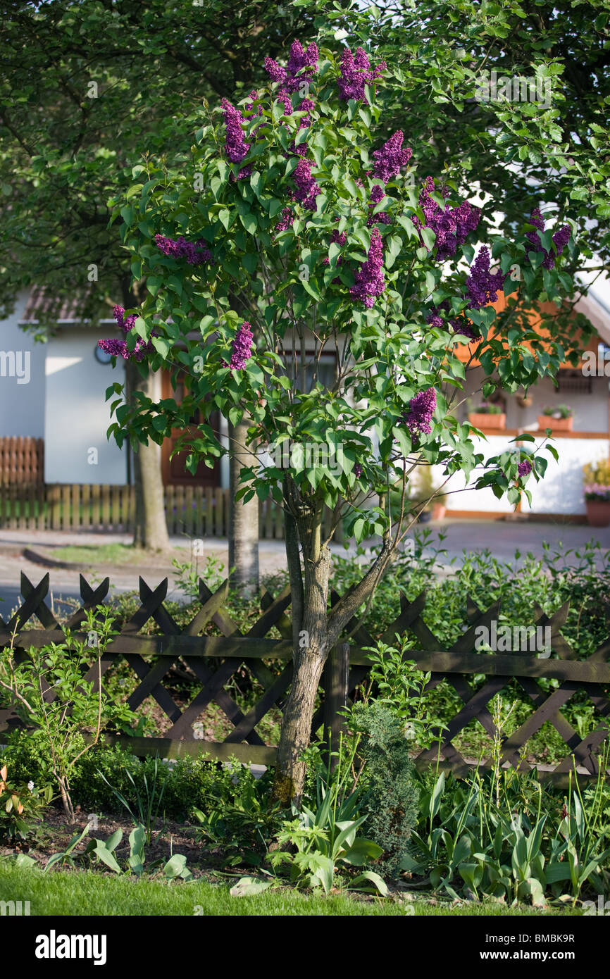 Syringa vulgaris lilas ou Banque D'Images