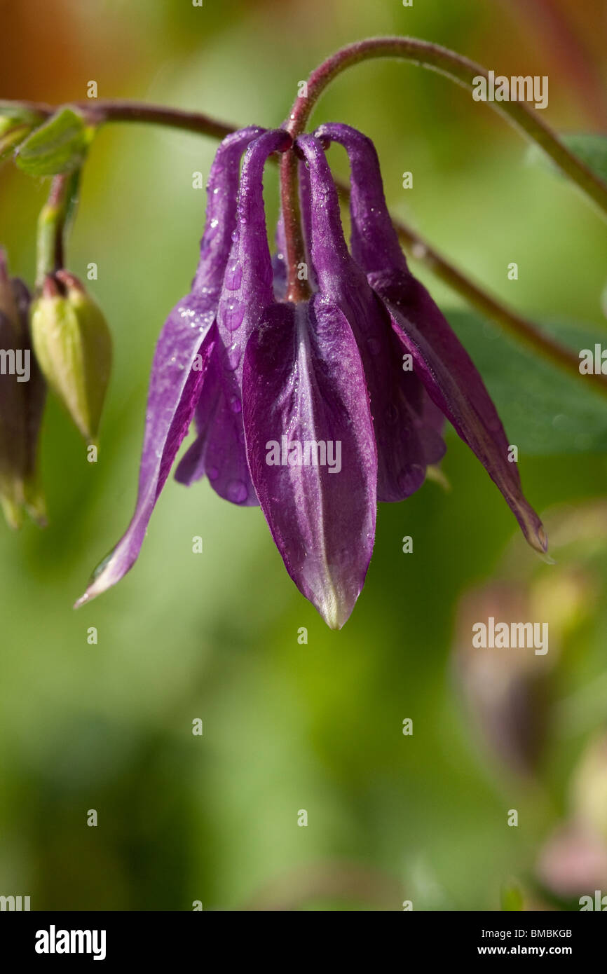 Columbine Aquilega violet Banque D'Images