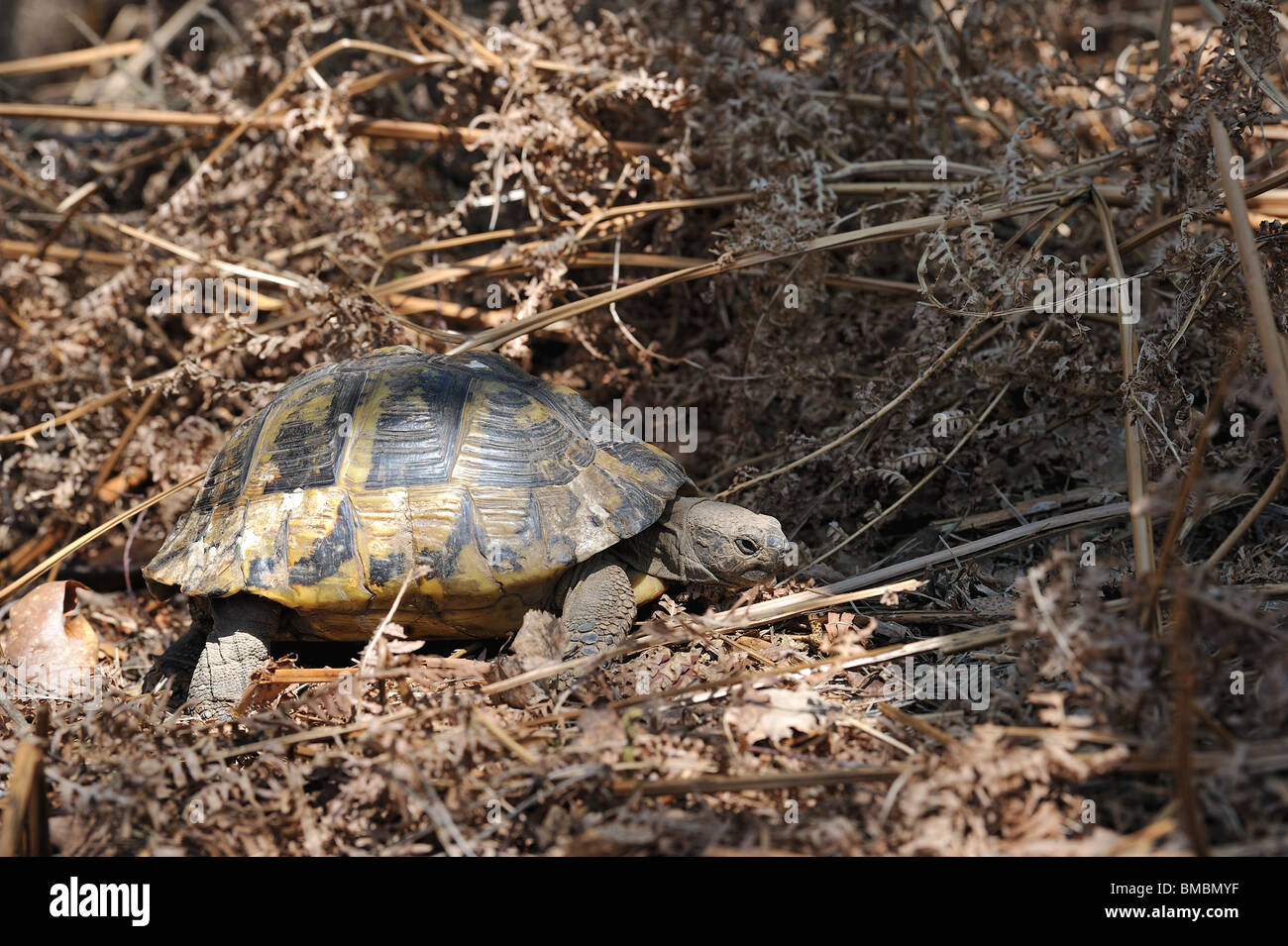 Première marche d'une femelle tortue d'Hermann (Testudo hermanni boettgeri)  vient de se réveiller de l'hibernation au printemps Photo Stock - Alamy