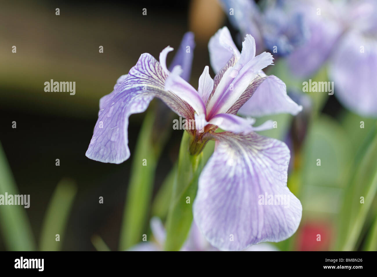 Iris setosa Bébé bleu - une belle Iris nain, avec des fleurs bleu électrique en juin et en août. semences définit Plante vivace herbacée Banque D'Images