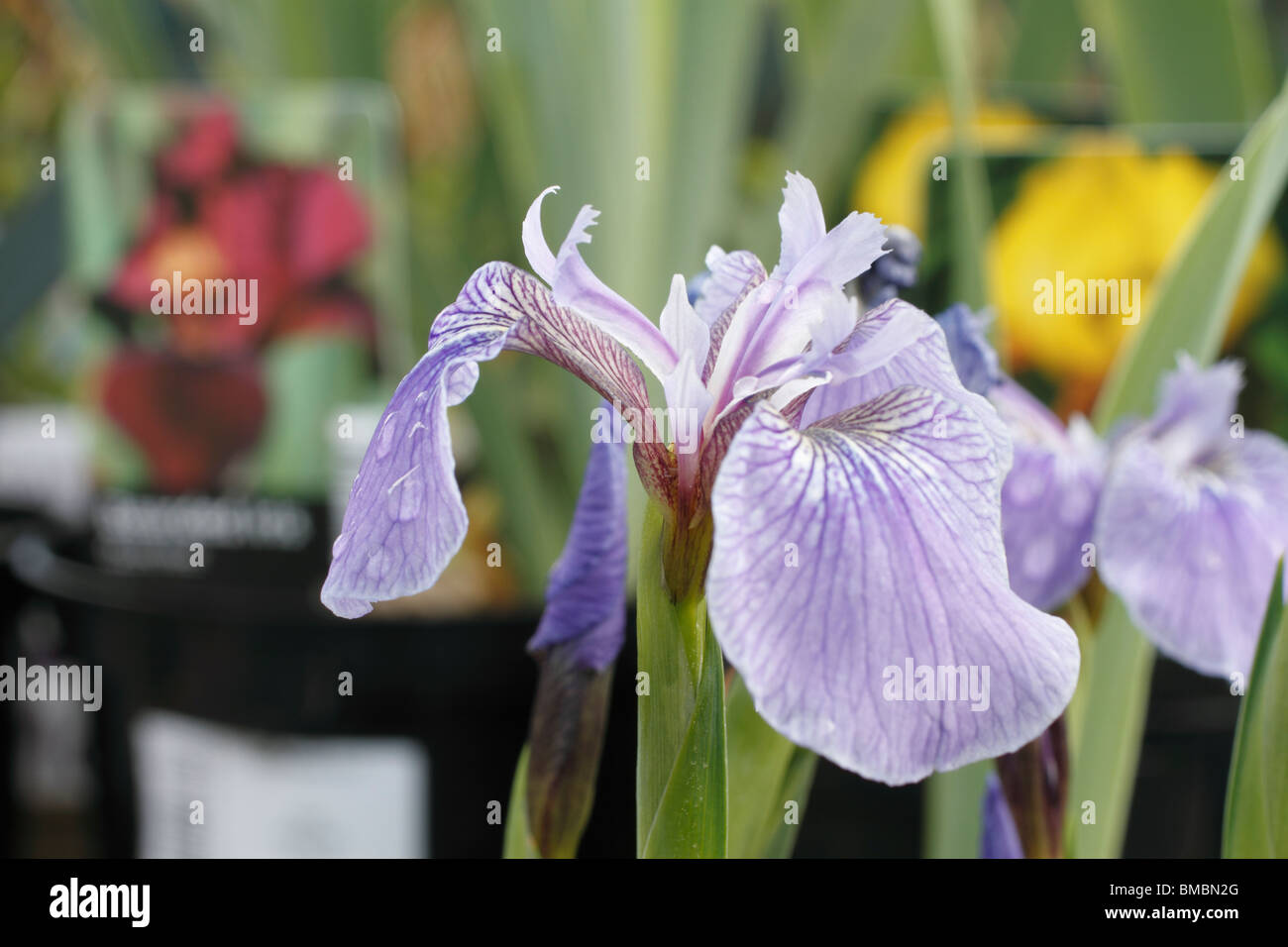 Iris setosa Bébé bleu - une belle Iris nain, avec des fleurs bleu électrique en juin et en août. semences définit Plante vivace herbacée Banque D'Images