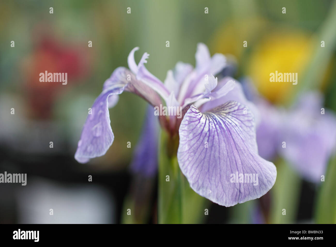 Iris setosa Bébé bleu - une belle Iris nain, avec des fleurs bleu électrique en juin et en août. semences définit Plante vivace herbacée Banque D'Images