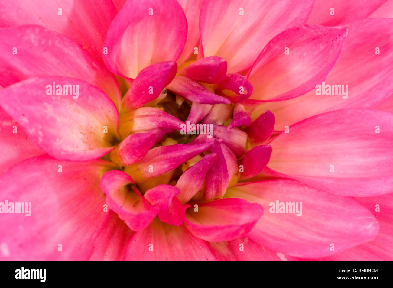 Close-up of a flower dahlia rose Banque D'Images