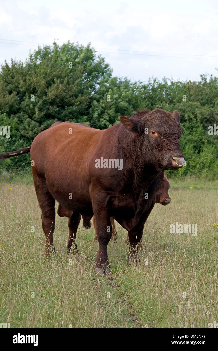 Lincoln Red Bull Banque D'Images