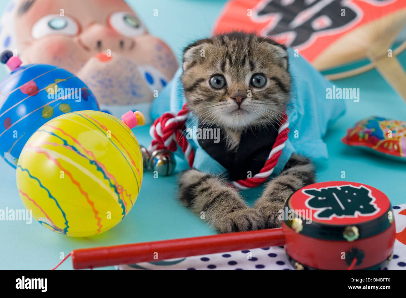 Scottish Fold chaton et Summer Festival Banque D'Images