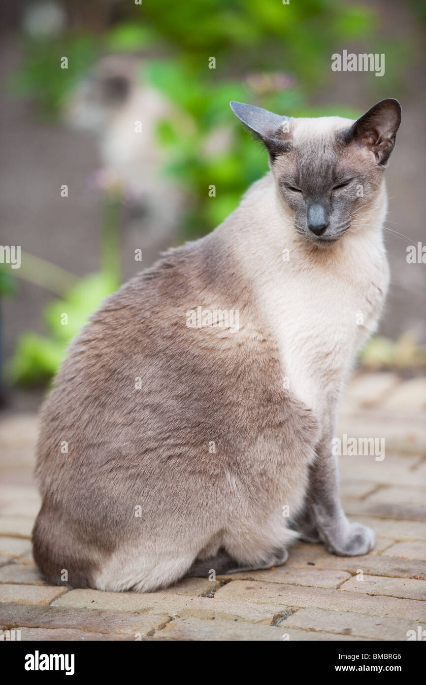 Chat Siamois Blue Point Dans Le Jardin En Plein Air Photo Stock Alamy