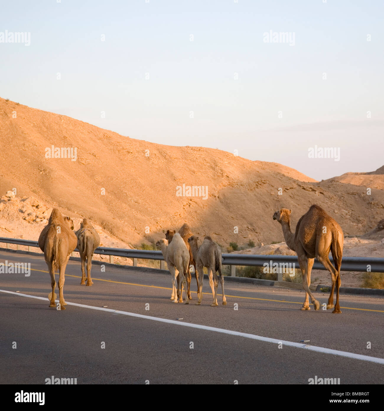 Les chameaux sur Sodome Arad Road - Israël Banque D'Images